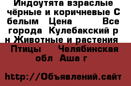 Индоутята взраслые чёрные и коричневые С белым › Цена ­ 450 - Все города, Кулебакский р-н Животные и растения » Птицы   . Челябинская обл.,Аша г.